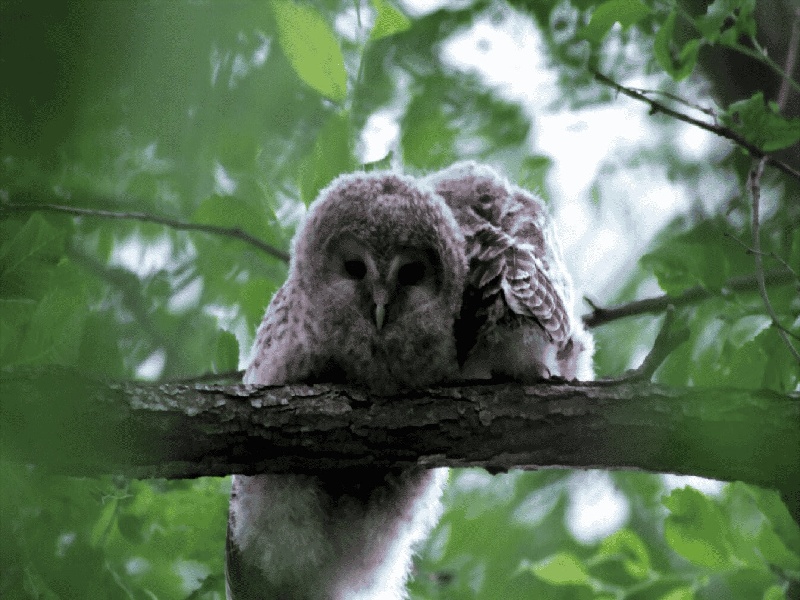 核酸检测中橙色试管，打降调针费用是多少